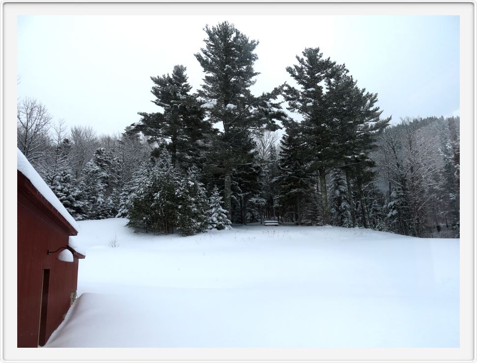 King Pines in the Snow 