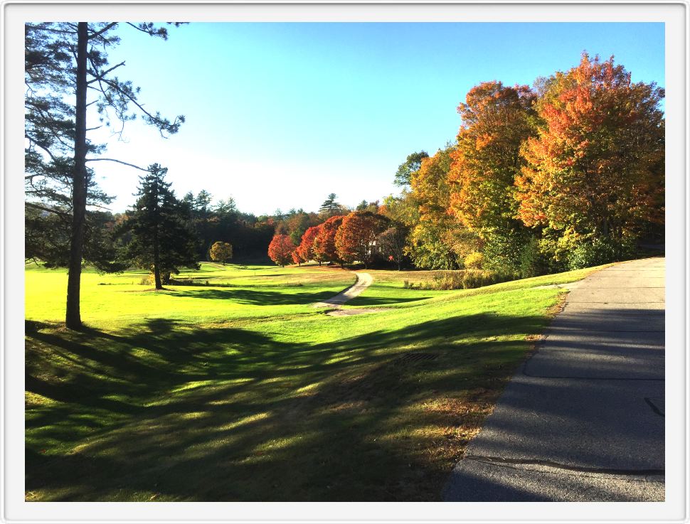 Trees Turning at the Wentworth