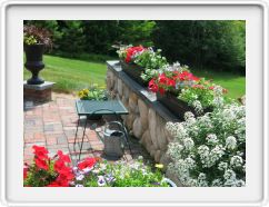 Wendy's Window Boxes