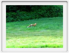 Freddy, Our White-tailed Fox