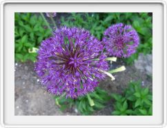 Posies at the End of May