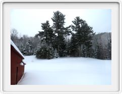 King Pines in the Snow 