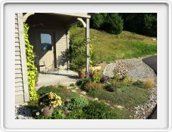 Morning Glories on the Posts